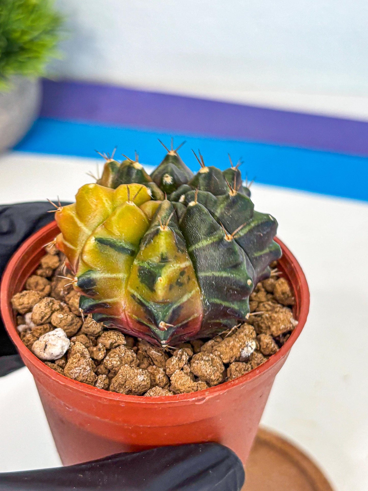 Gymnocalycium Sepia (gy12) (y5) | colorful Variegated Cactus