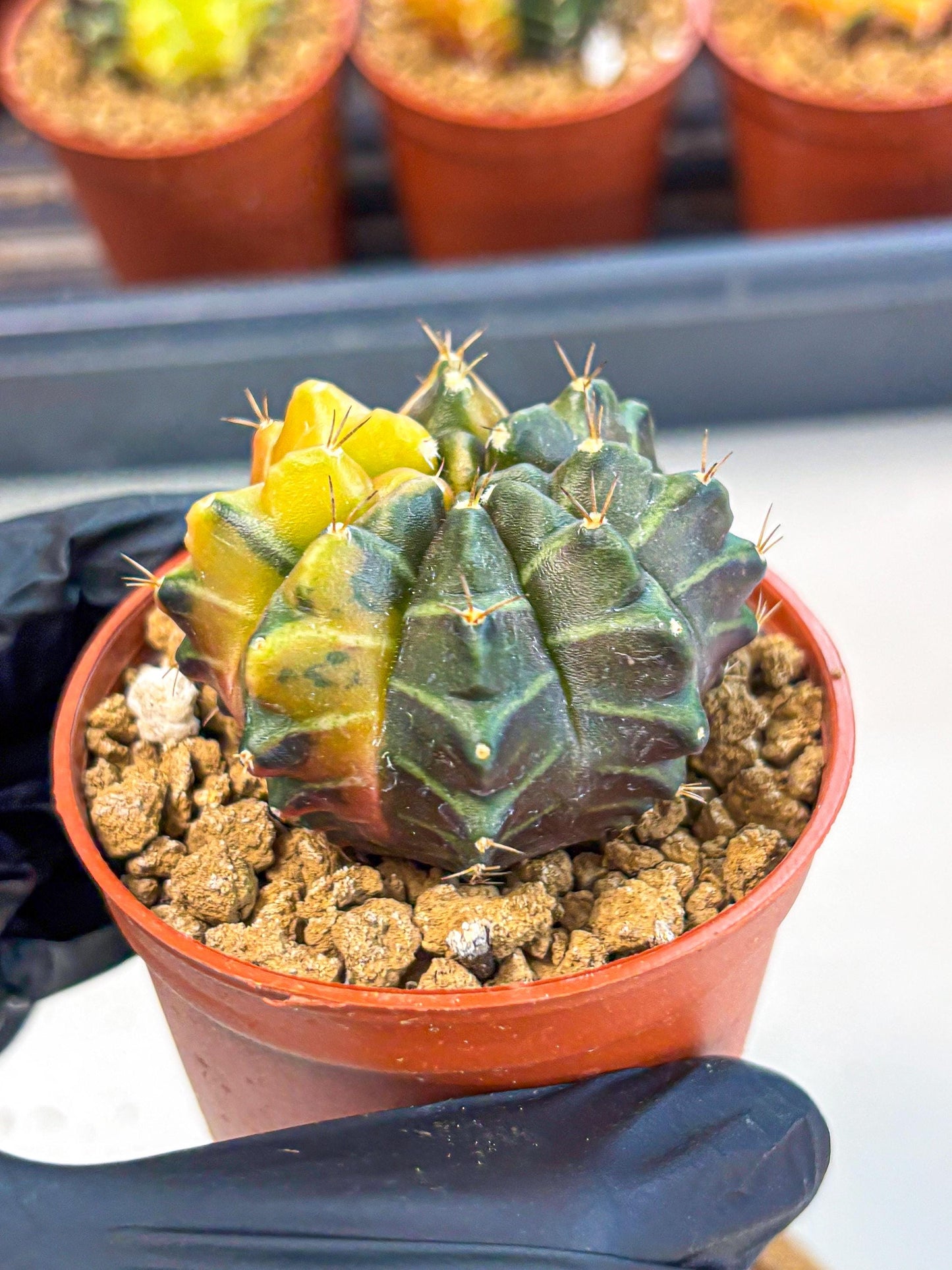 Gymnocalycium Sepia (gy12) (y5) | colorful Variegated Cactus