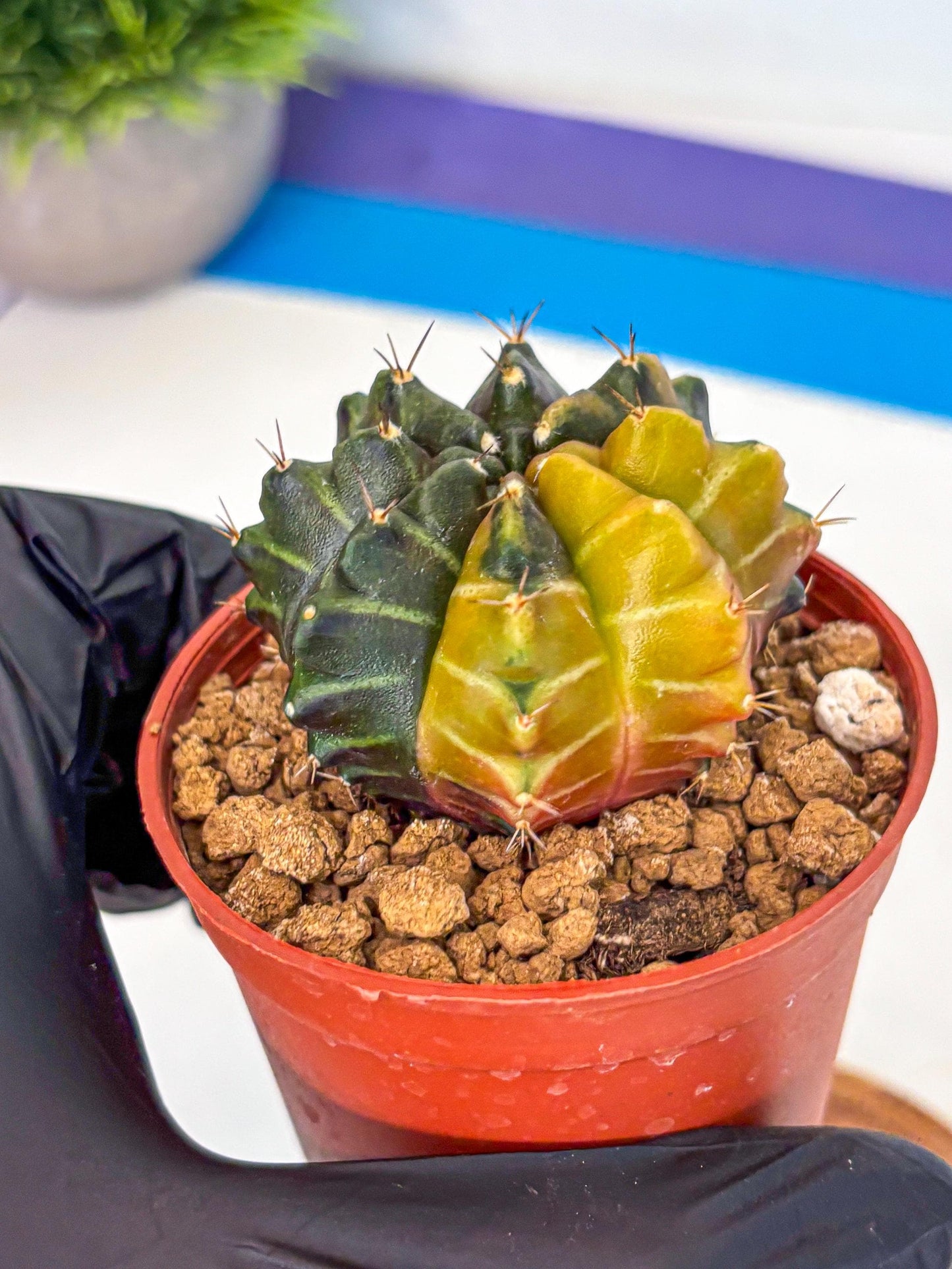 Gymnocalycium Sepia (gy12) (y5) | colorful Variegated Cactus