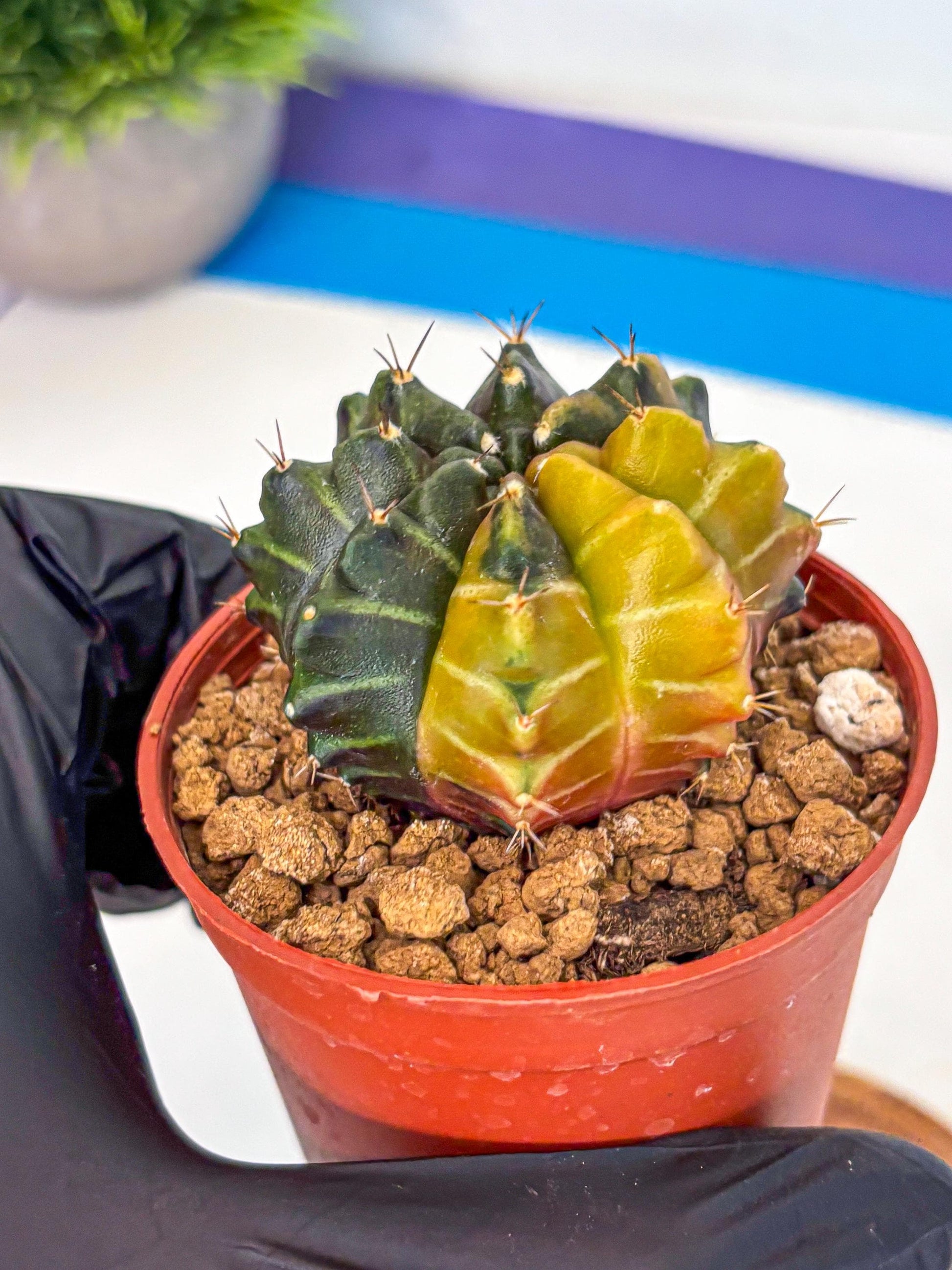 Gymnocalycium Sepia (gy12) (y5) | colorful Variegated Cactus