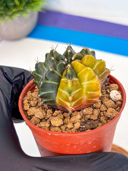 Gymnocalycium Sepia (gy12) (y5) | colorful Variegated Cactus