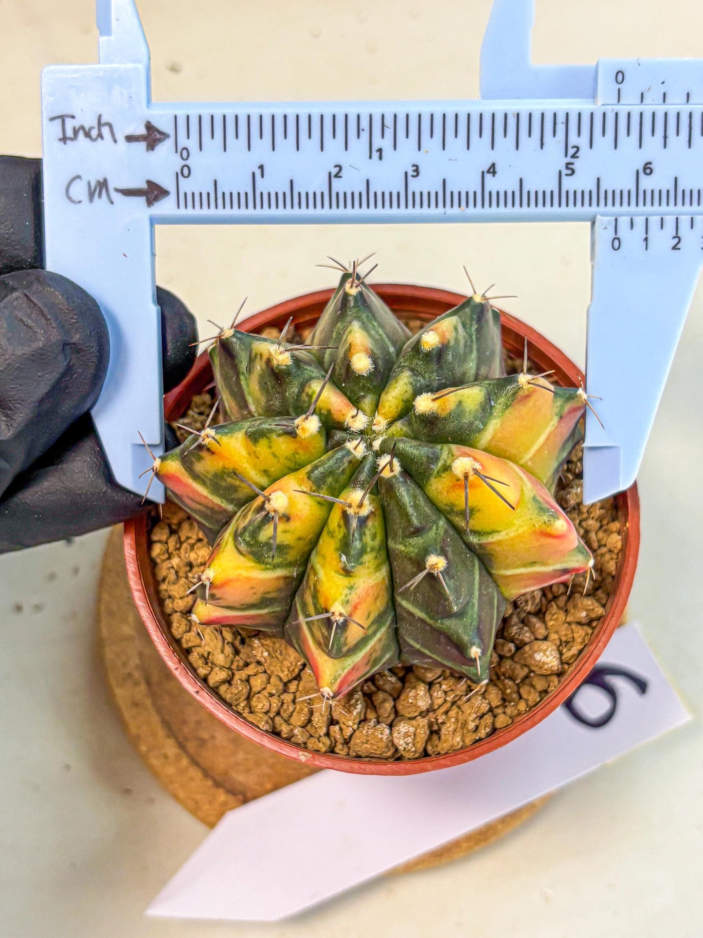 Gymnocalycium Sepia (gy12) (y6) | colorful Variegated Cactus