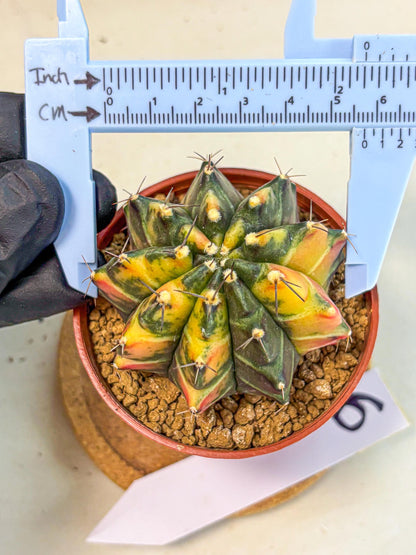 Gymnocalycium Sepia (gy12) (y6) | colorful Variegated Cactus