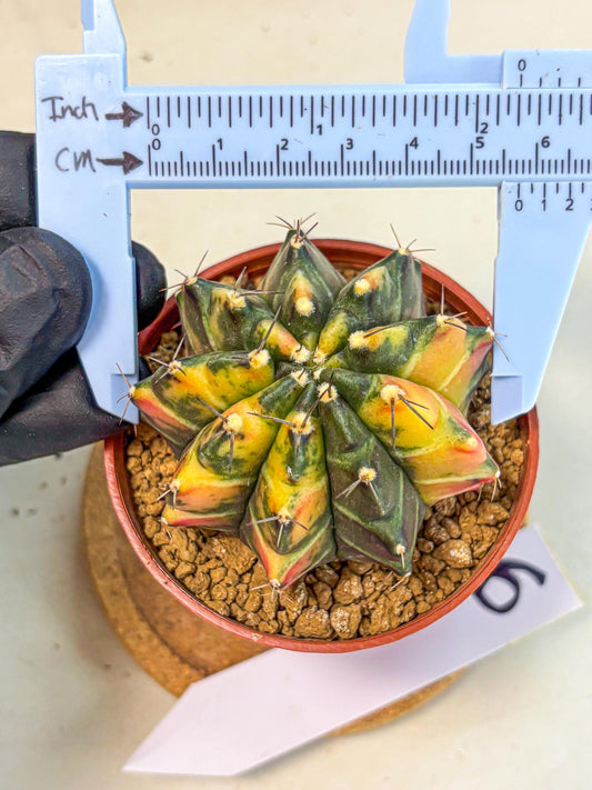 Gymnocalycium Sepia (gy12) (y6) | colorful Variegated Cactus