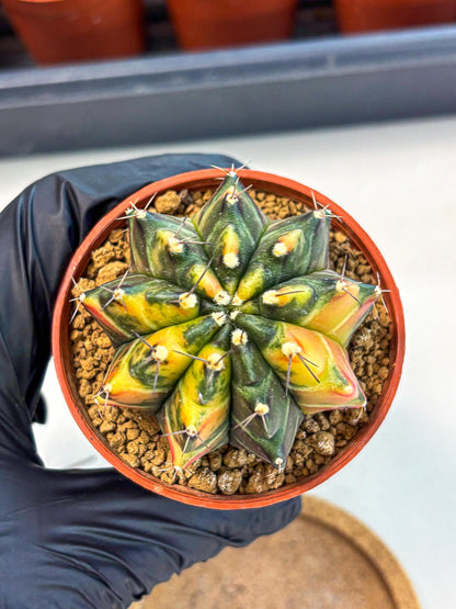 Gymnocalycium Sepia (gy12) (y6) | colorful Variegated Cactus
