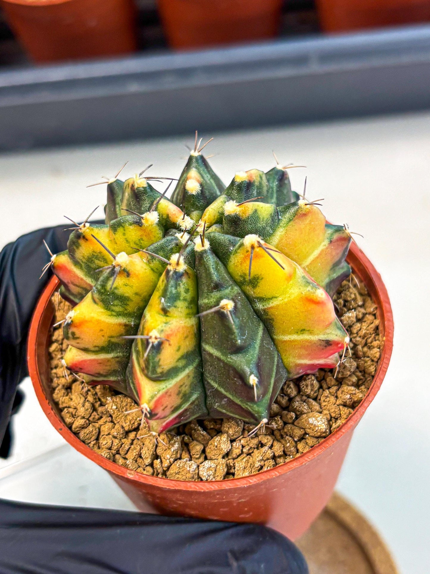 Gymnocalycium Sepia (gy12) (y6) | colorful Variegated Cactus