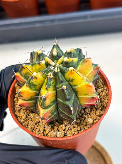 Gymnocalycium Sepia (gy12) (y6) | colorful Variegated Cactus
