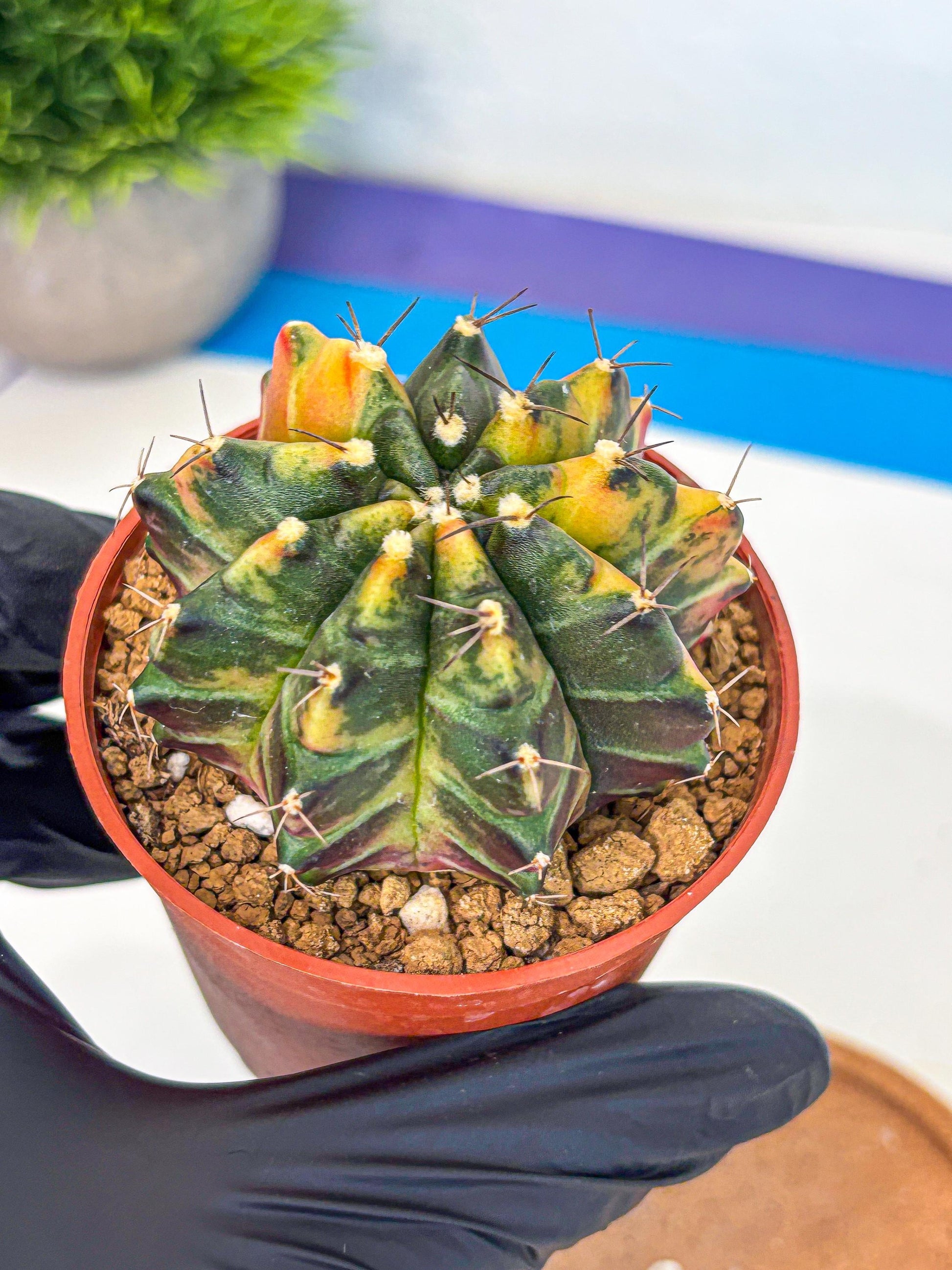 Gymnocalycium Sepia (gy12) (y6) | colorful Variegated Cactus