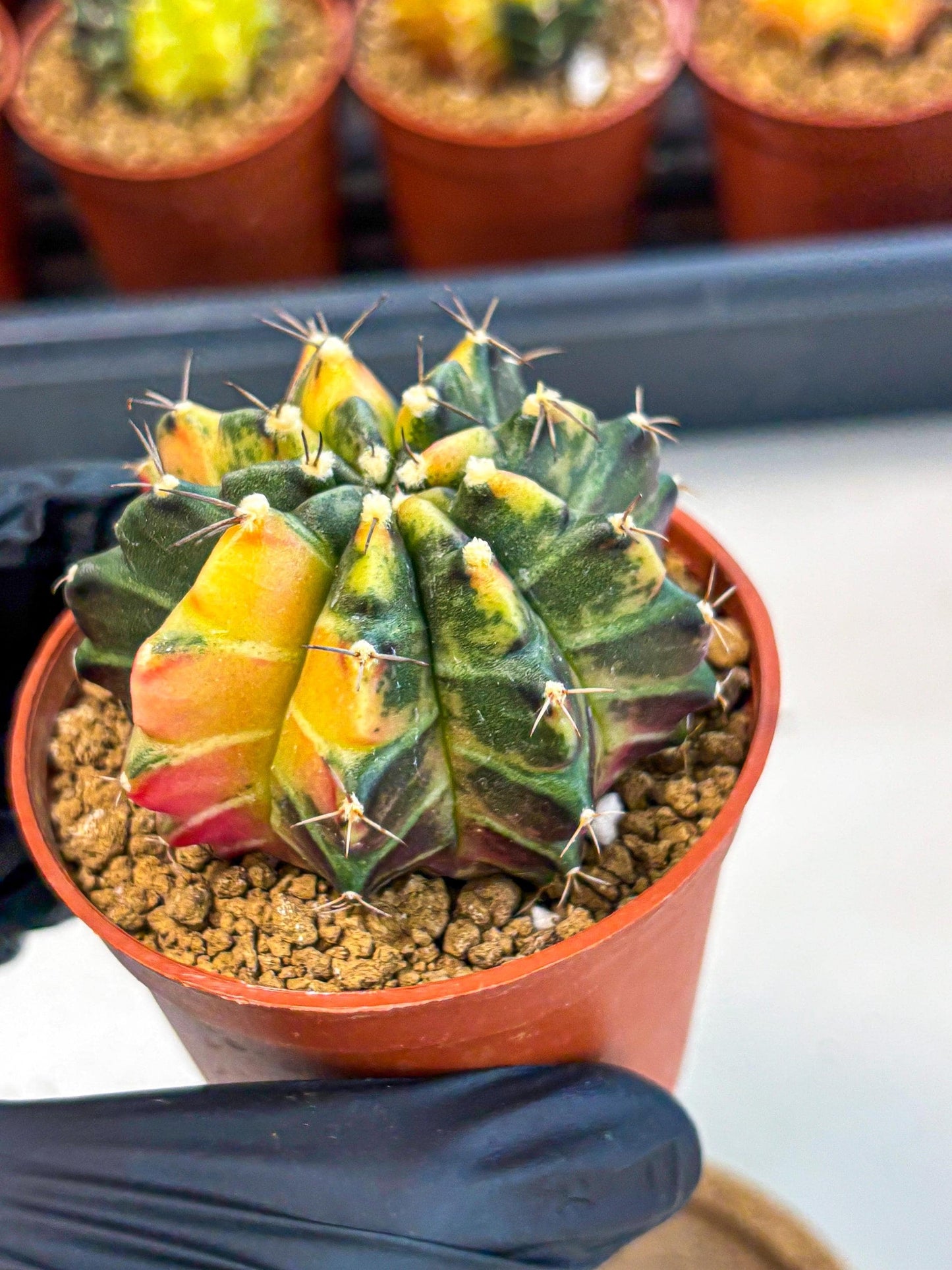 Gymnocalycium Sepia (gy12) (y6) | colorful Variegated Cactus