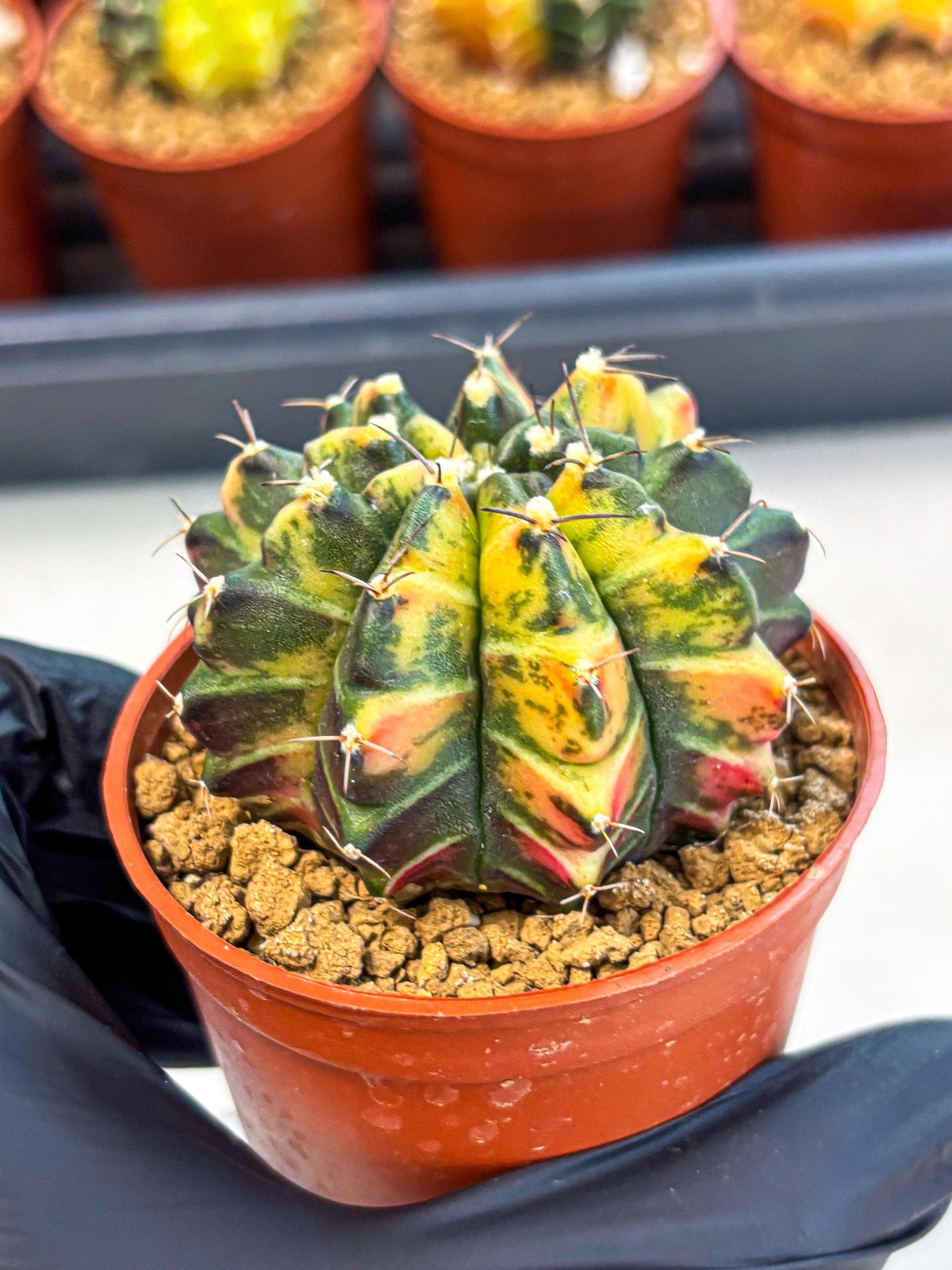Gymnocalycium Sepia (gy12) (y6) | colorful Variegated Cactus