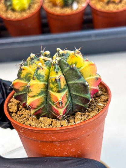 Gymnocalycium Sepia (gy12) (y6) | colorful Variegated Cactus