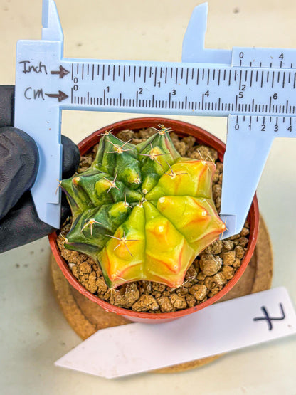 Gymnocalycium Sepia (gy12) (y7) | colorful Variegated Cactus