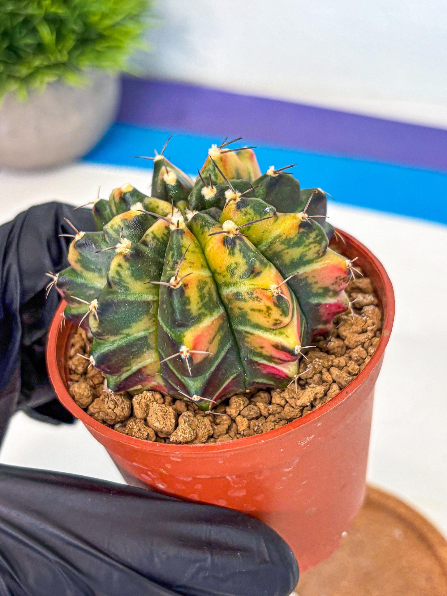 Gymnocalycium Sepia (gy12) (y6) | colorful Variegated Cactus