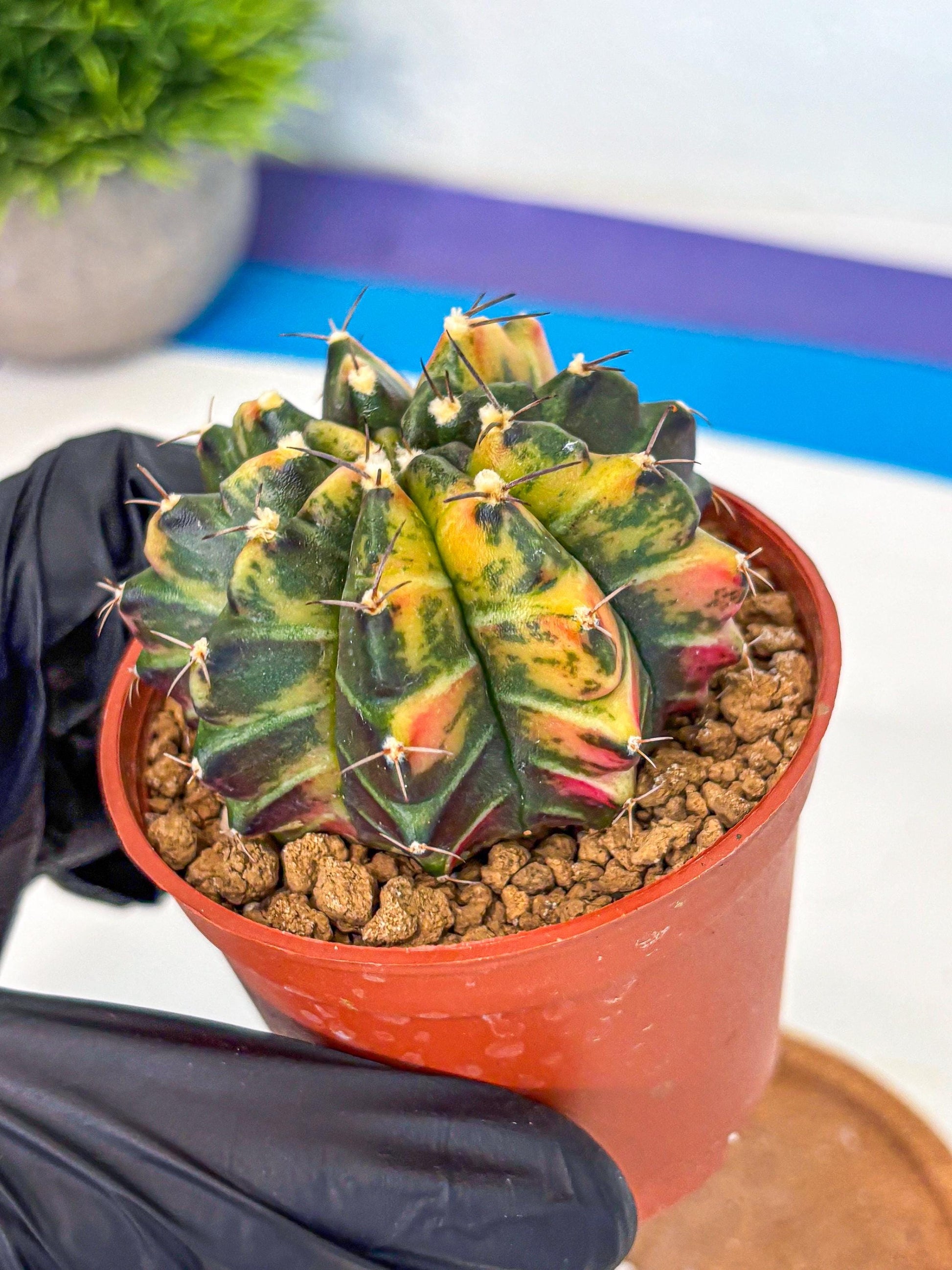 Gymnocalycium Sepia (gy12) (y6) | colorful Variegated Cactus