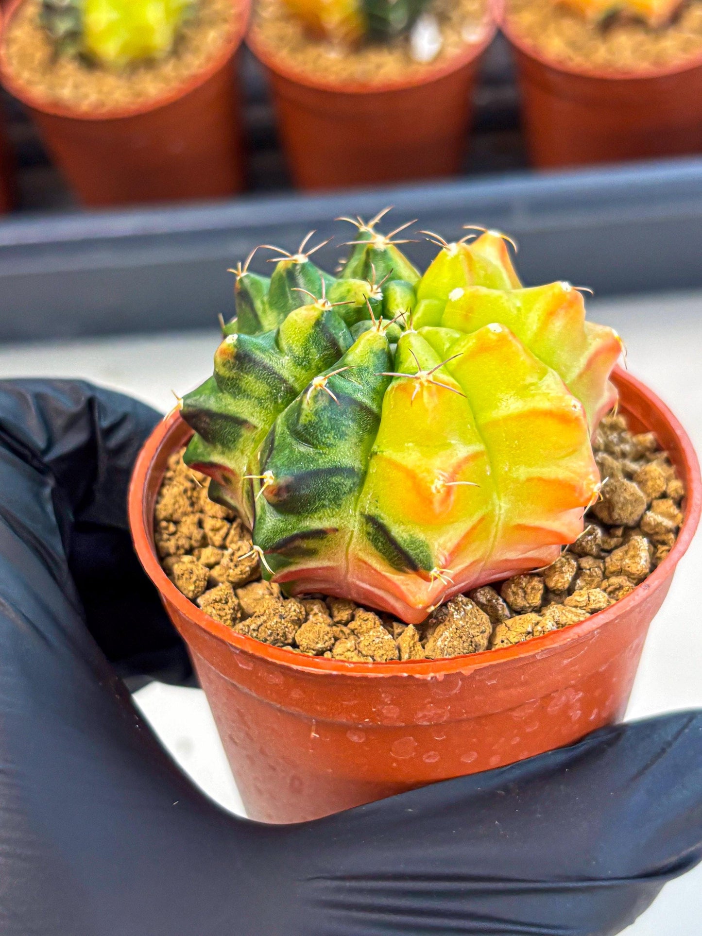 Gymnocalycium Sepia (gy12) (y7) | colorful Variegated Cactus