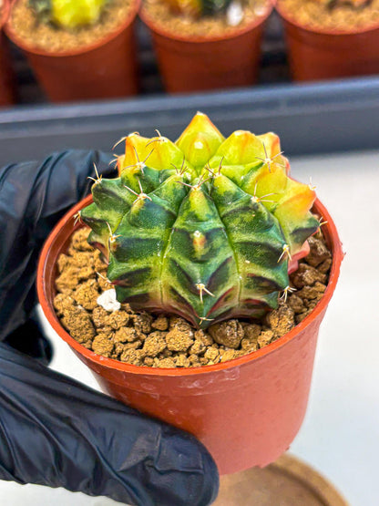 Gymnocalycium Sepia (gy12) (y7) | colorful Variegated Cactus