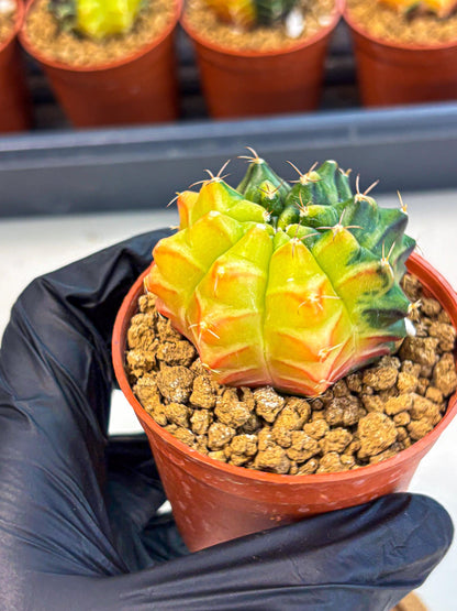 Gymnocalycium Sepia (gy12) (y7) | colorful Variegated Cactus