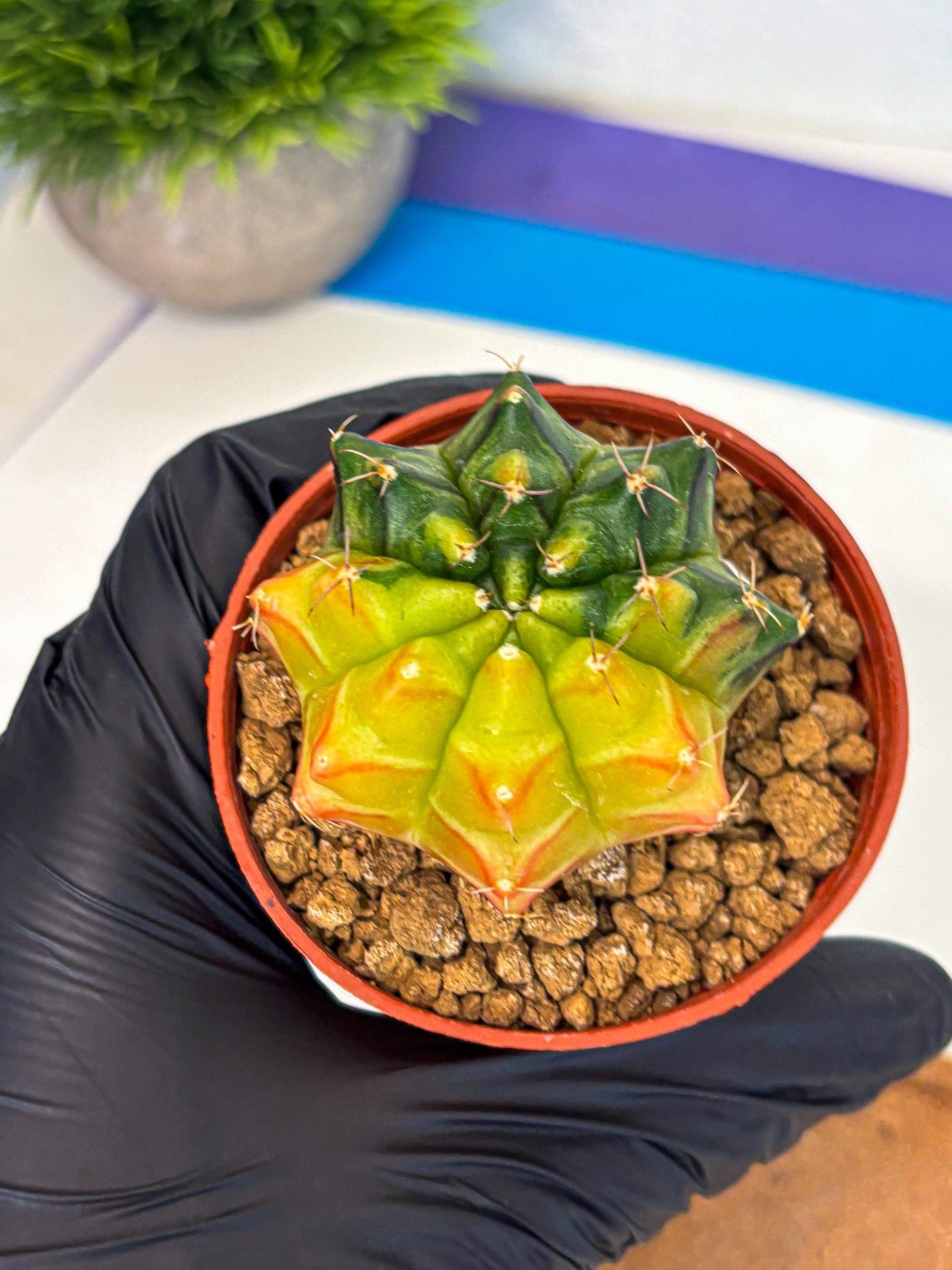 Gymnocalycium Sepia (gy12) (y7) | colorful Variegated Cactus