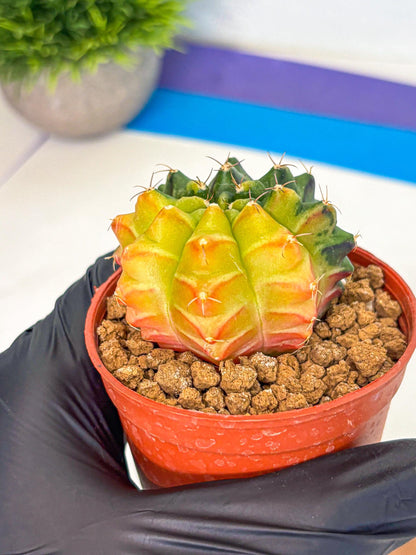 Gymnocalycium Sepia (gy12) (y7) | colorful Variegated Cactus