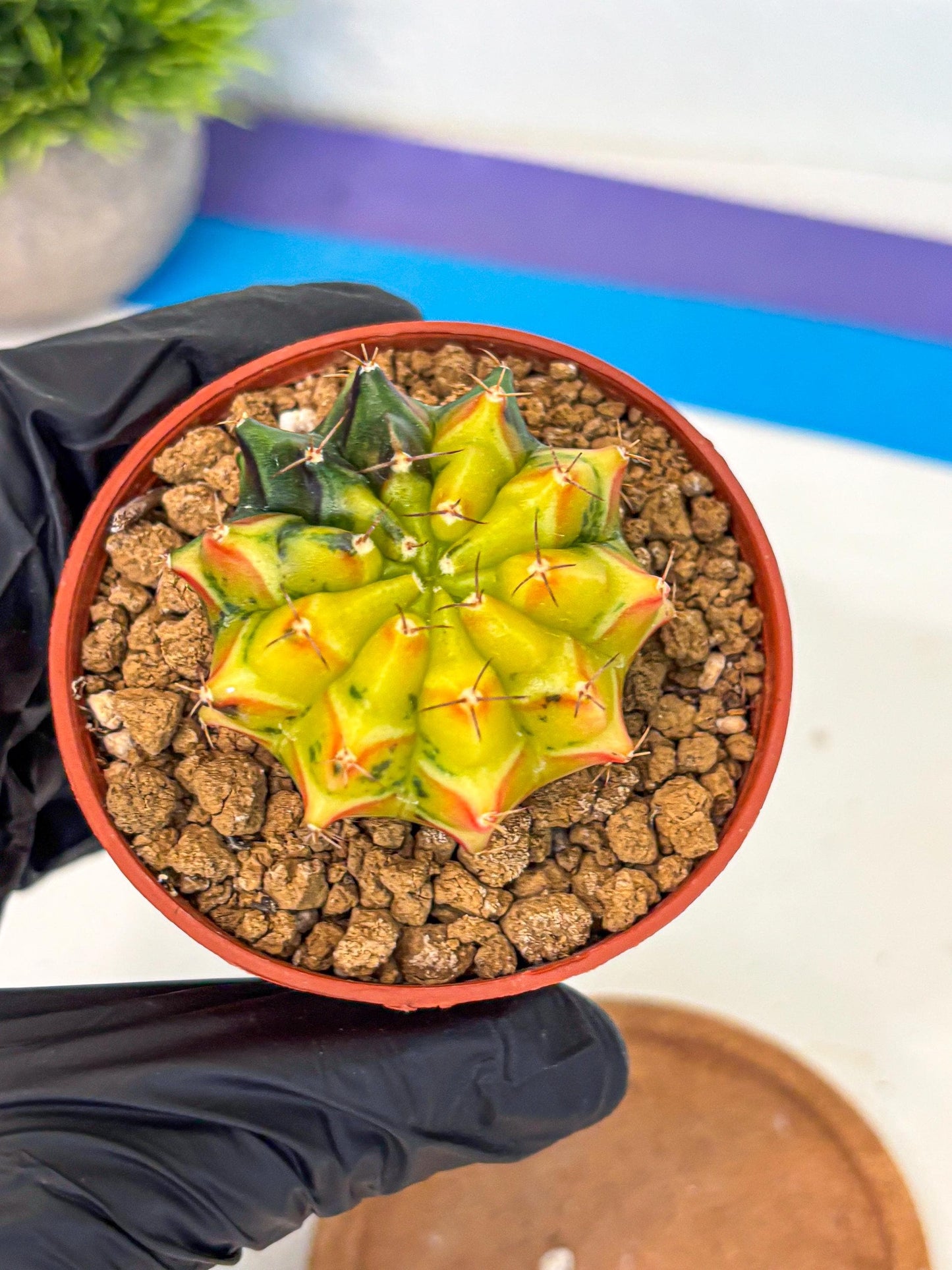 Gymnocalycium Sepia (oo) (pp) | colorful Variegated Cactus