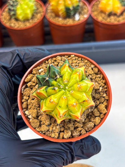 Gymnocalycium Sepia (oo) (pp) | colorful Variegated Cactus