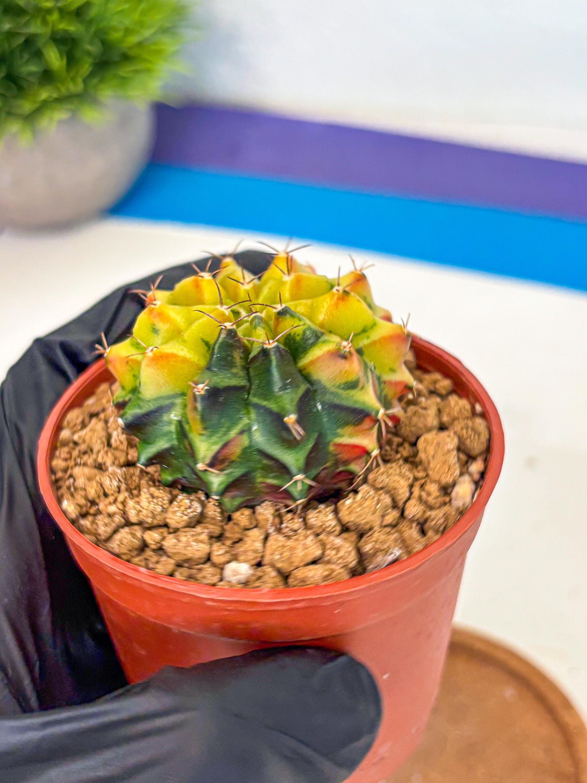 Gymnocalycium Sepia (oo) (pp) | colorful Variegated Cactus