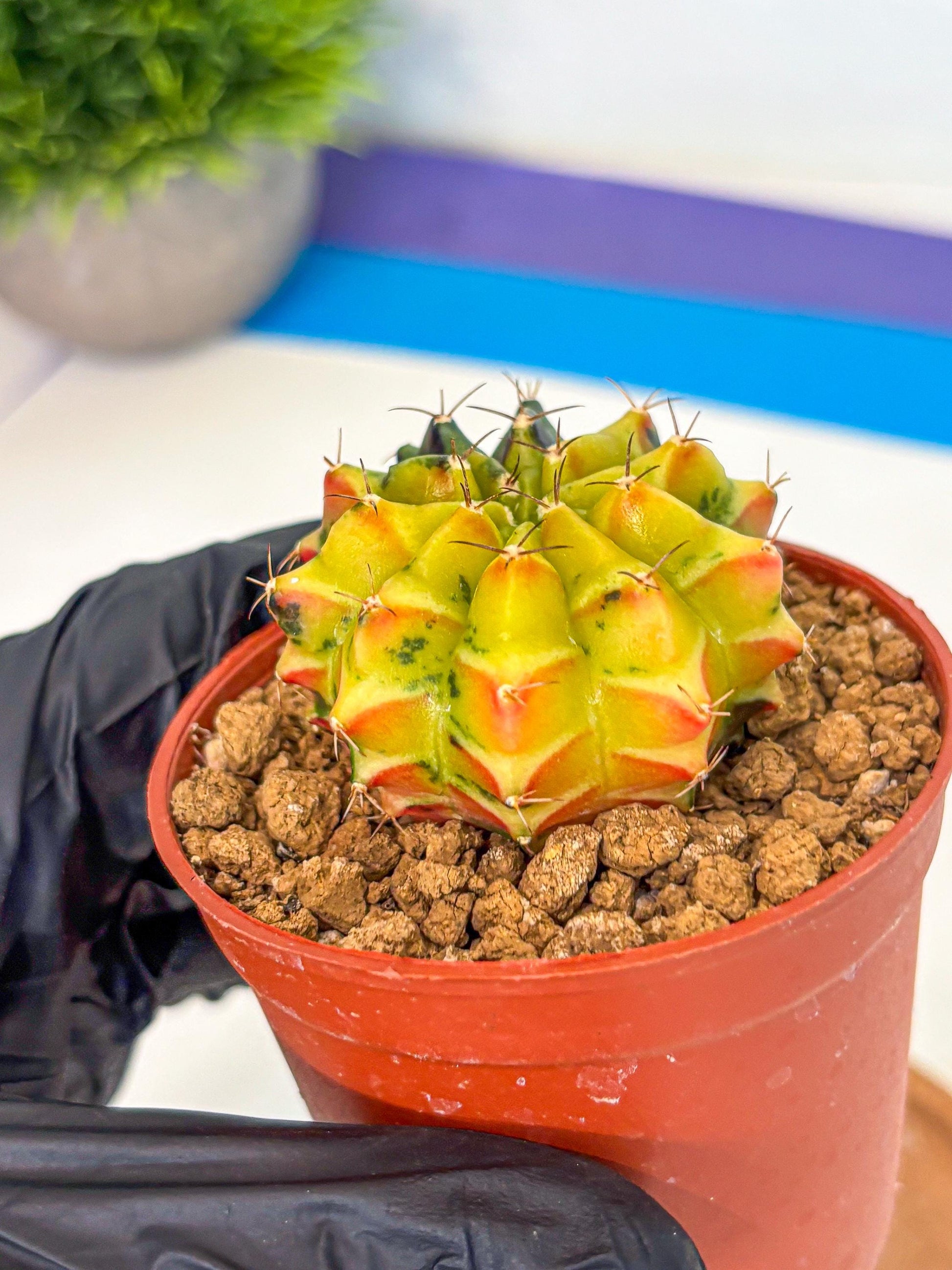 Gymnocalycium Sepia (oo) (pp) | colorful Variegated Cactus