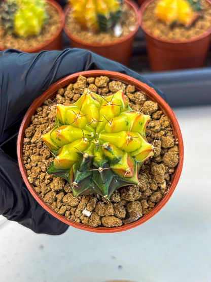 Gymnocalycium Sepia (oo) (pp) | colorful Variegated Cactus