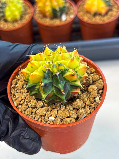 Gymnocalycium Sepia (oo) (pp) | colorful Variegated Cactus