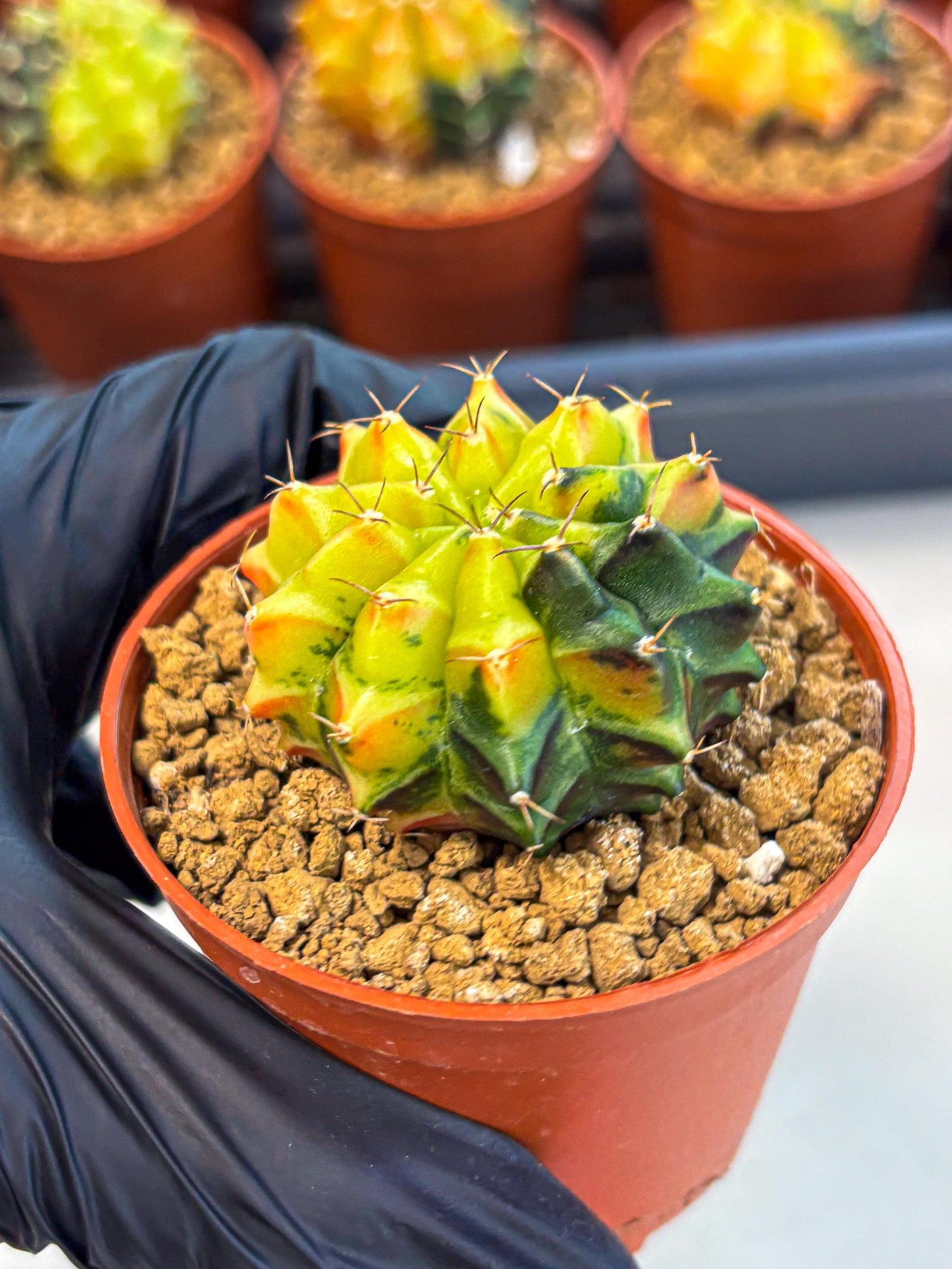 Gymnocalycium Sepia (oo) (pp) | colorful Variegated Cactus