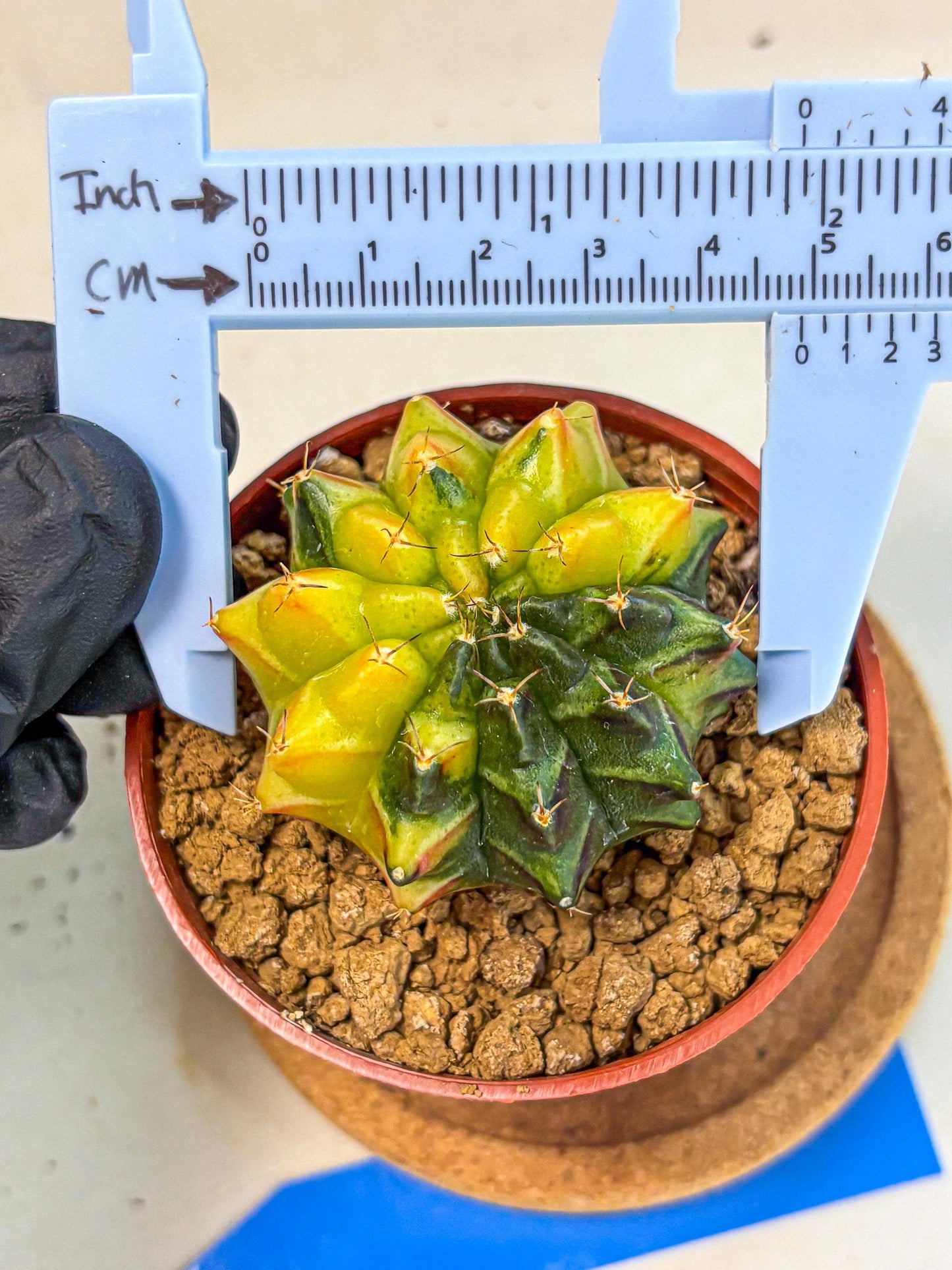 Gymnocalycium Sepia (oo) (bb) | colorful Variegated Cactus