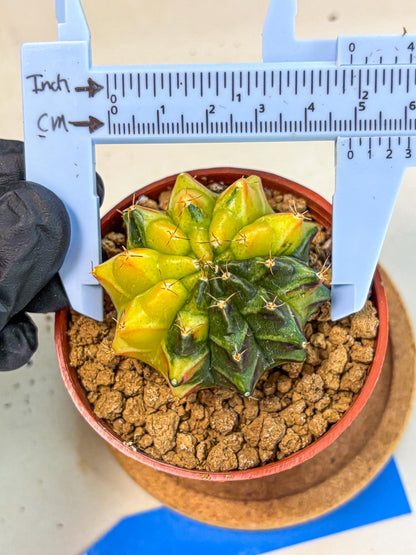Gymnocalycium Sepia (oo) (bb) | colorful Variegated Cactus