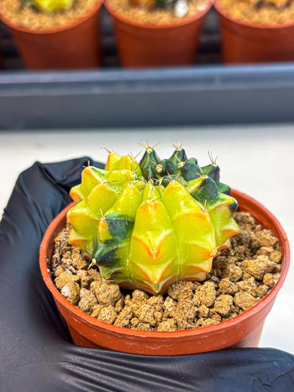 Gymnocalycium Sepia (oo) (bb) | colorful Variegated Cactus