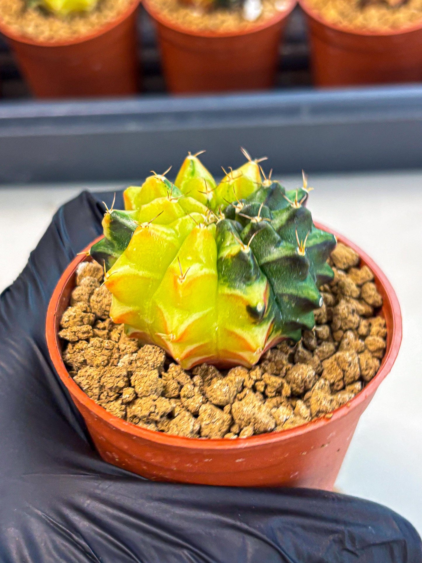 Gymnocalycium Sepia (oo) (bb) | colorful Variegated Cactus