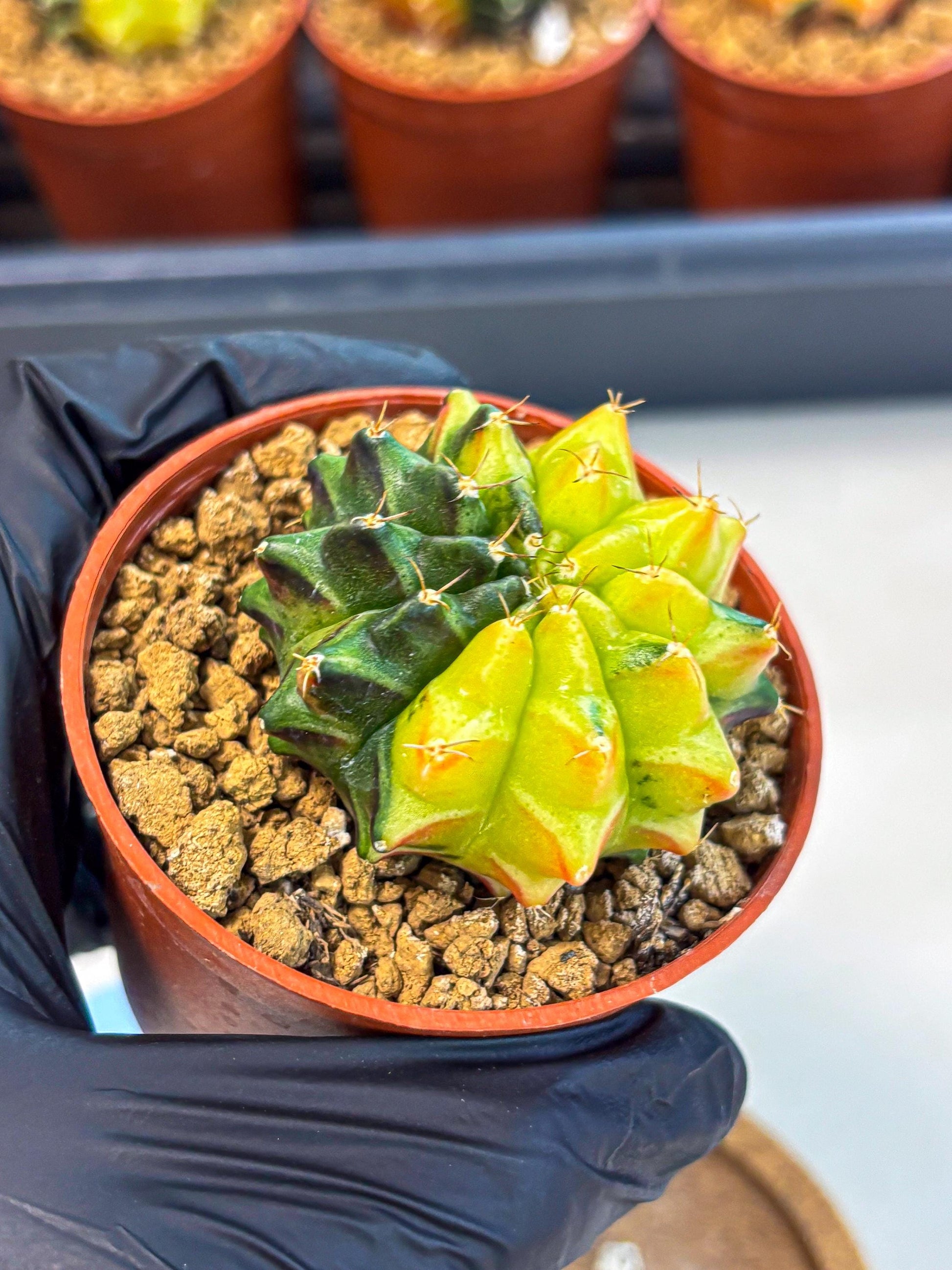 Gymnocalycium Sepia (oo) (bb) | colorful Variegated Cactus