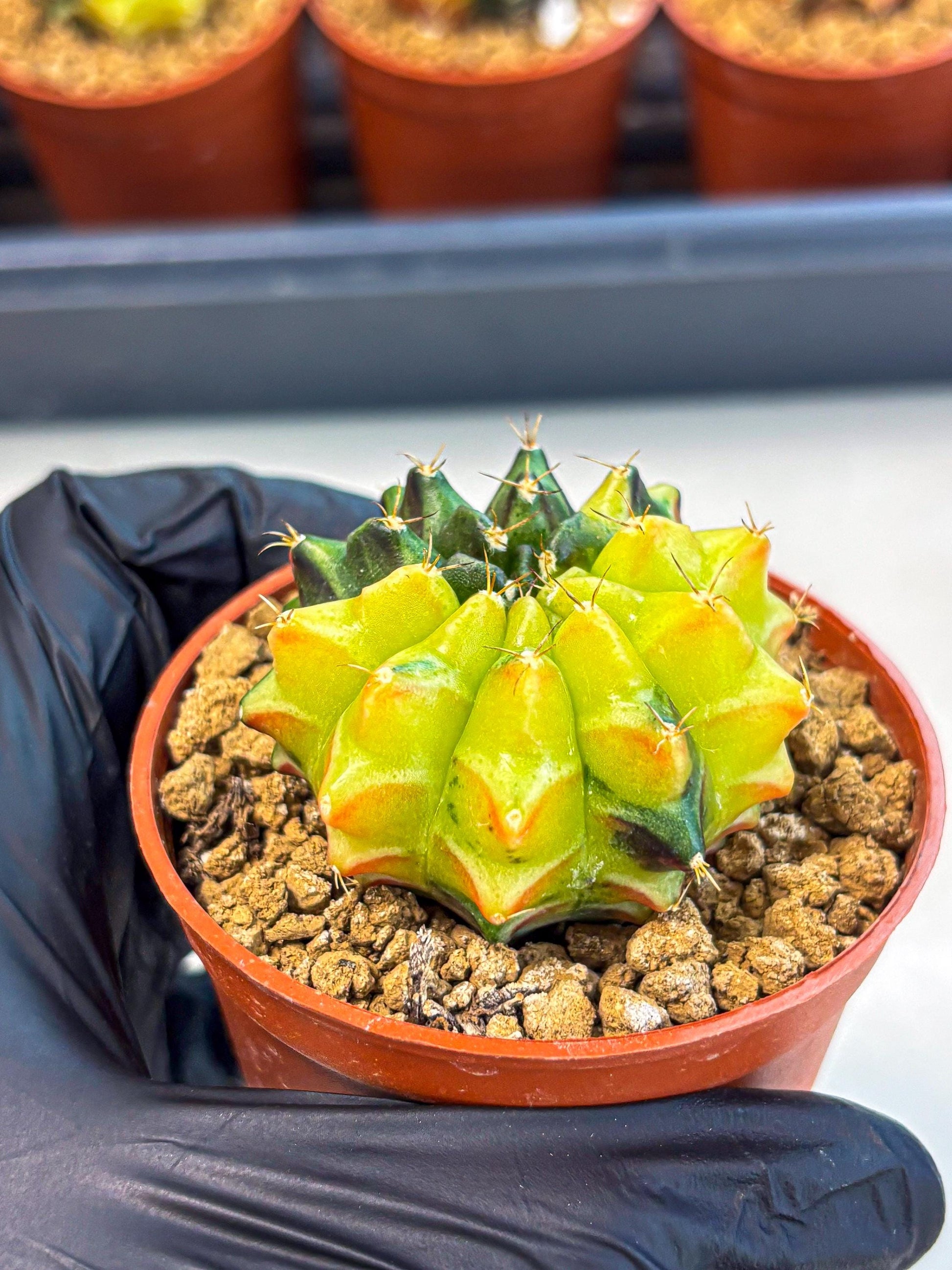 Gymnocalycium Sepia (oo) (bb) | colorful Variegated Cactus