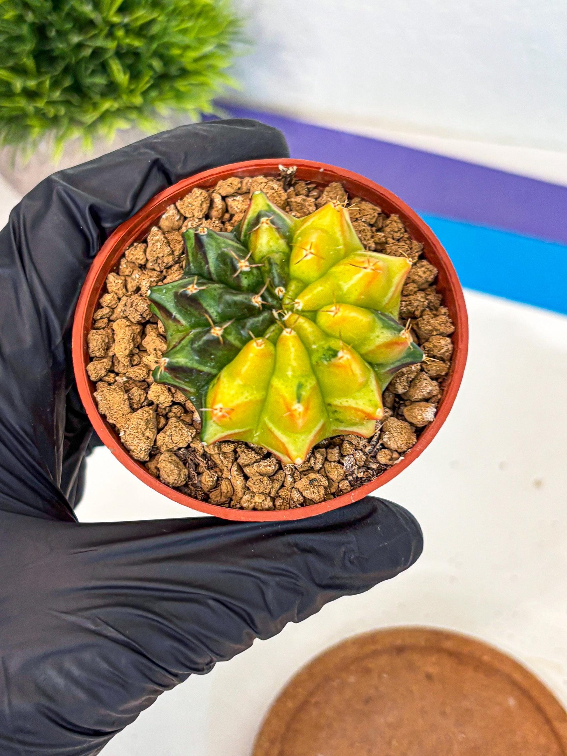 Gymnocalycium Sepia (oo) (bb) | colorful Variegated Cactus