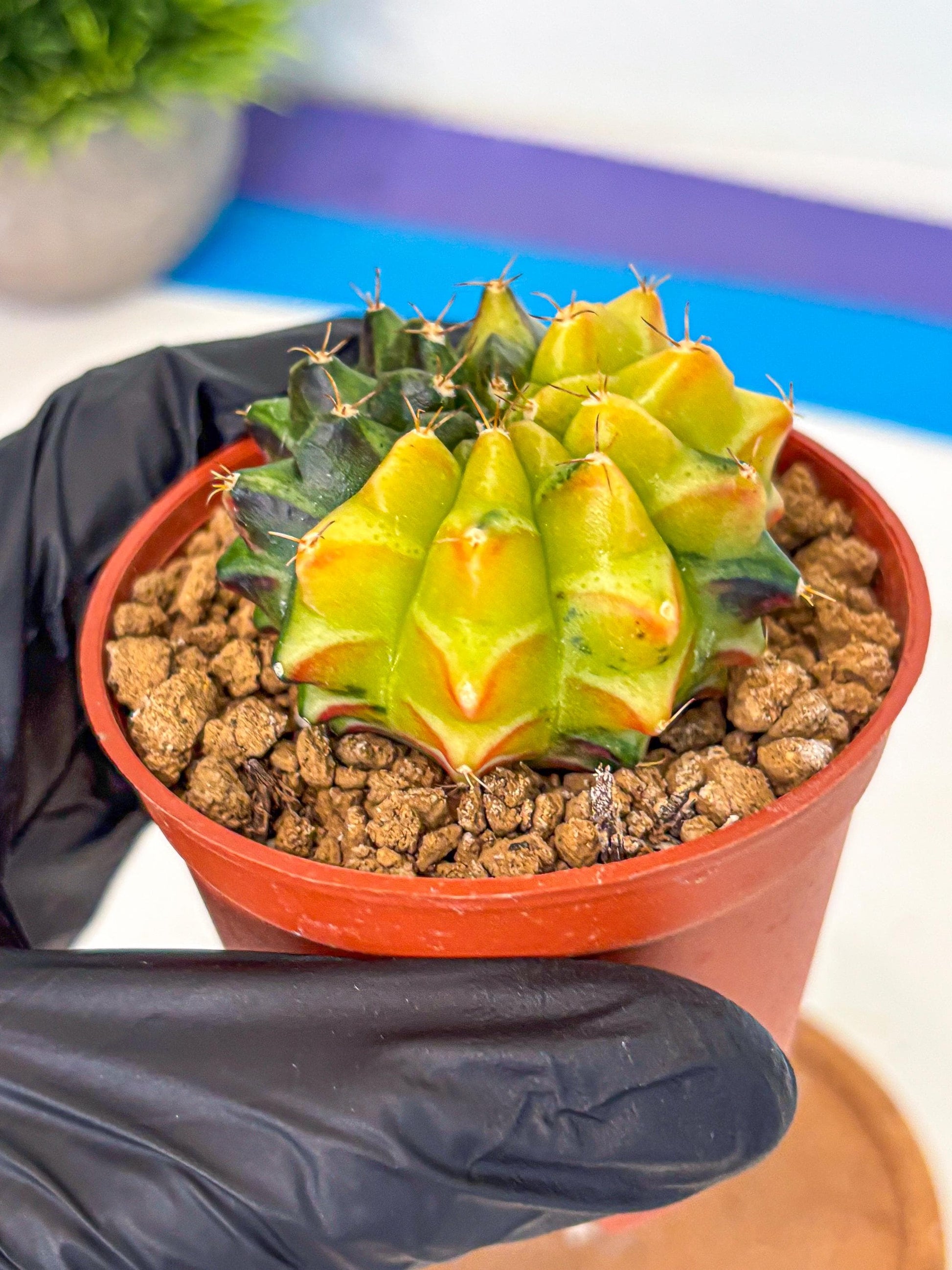 Gymnocalycium Sepia (oo) (bb) | colorful Variegated Cactus