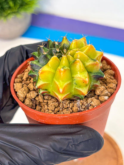 Gymnocalycium Sepia (oo) (bb) | colorful Variegated Cactus