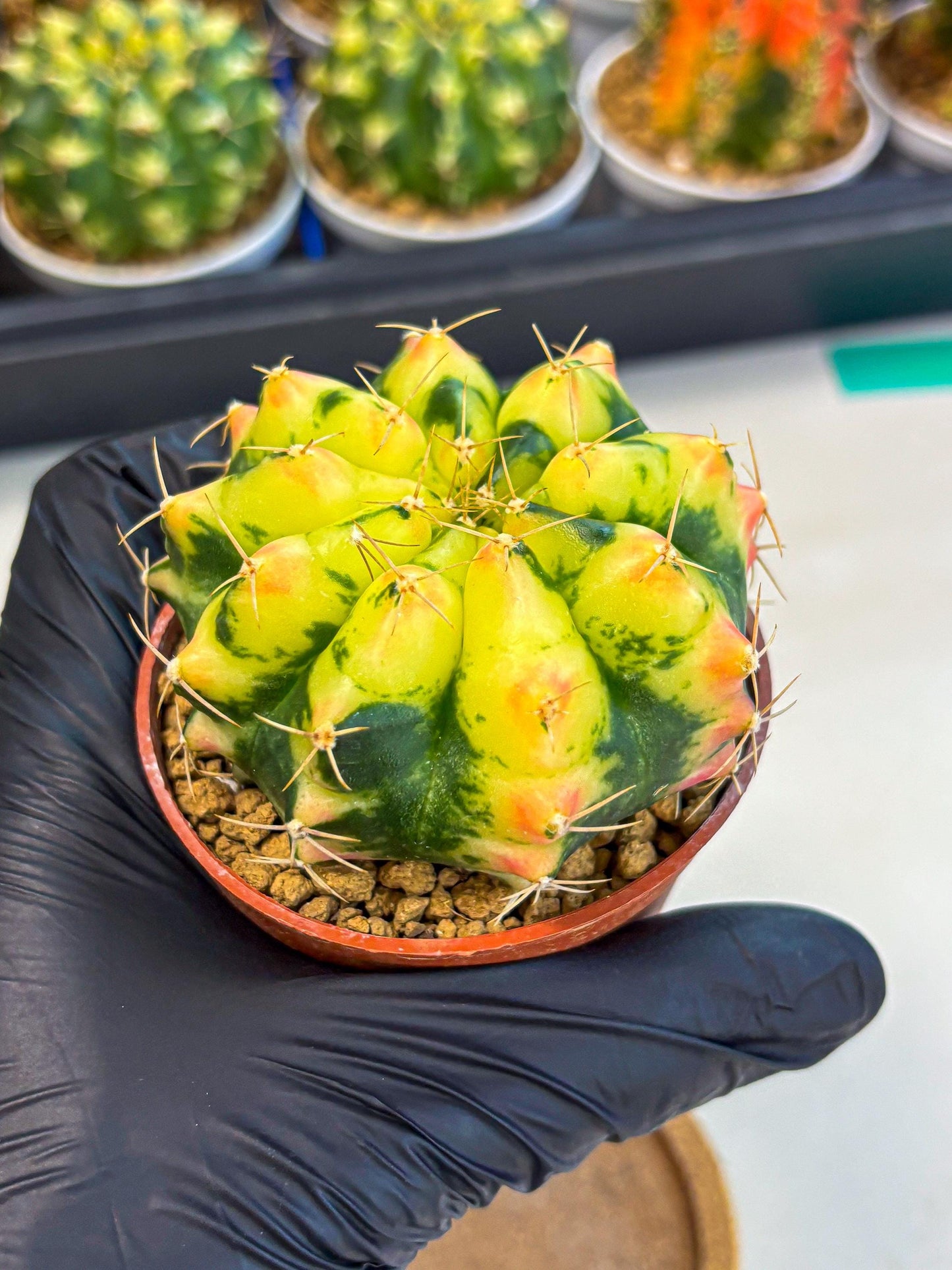 Gymnocalycium Pink Pearl (gy6) (g1) | Special Hybrid cactus
