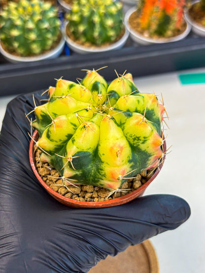 Gymnocalycium Pink Pearl (gy6) (g1) | Special Hybrid cactus
