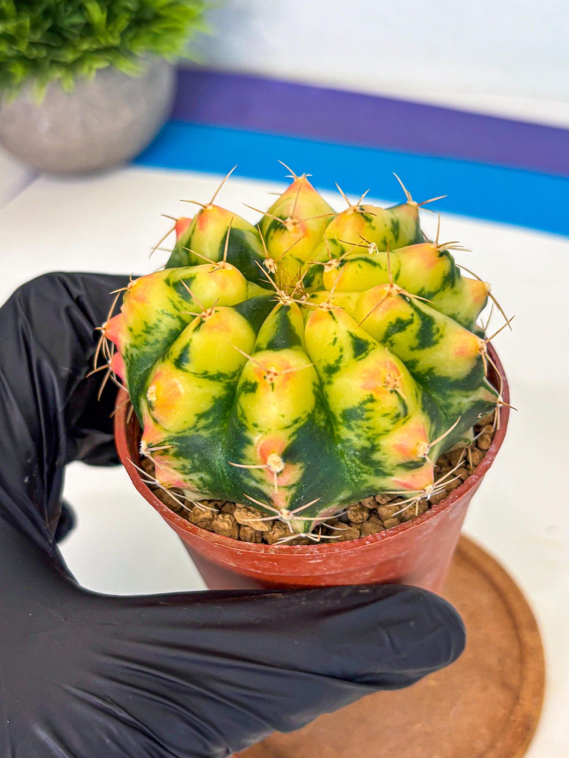 Gymnocalycium Pink Pearl (gy6) (g1) | Special Hybrid cactus