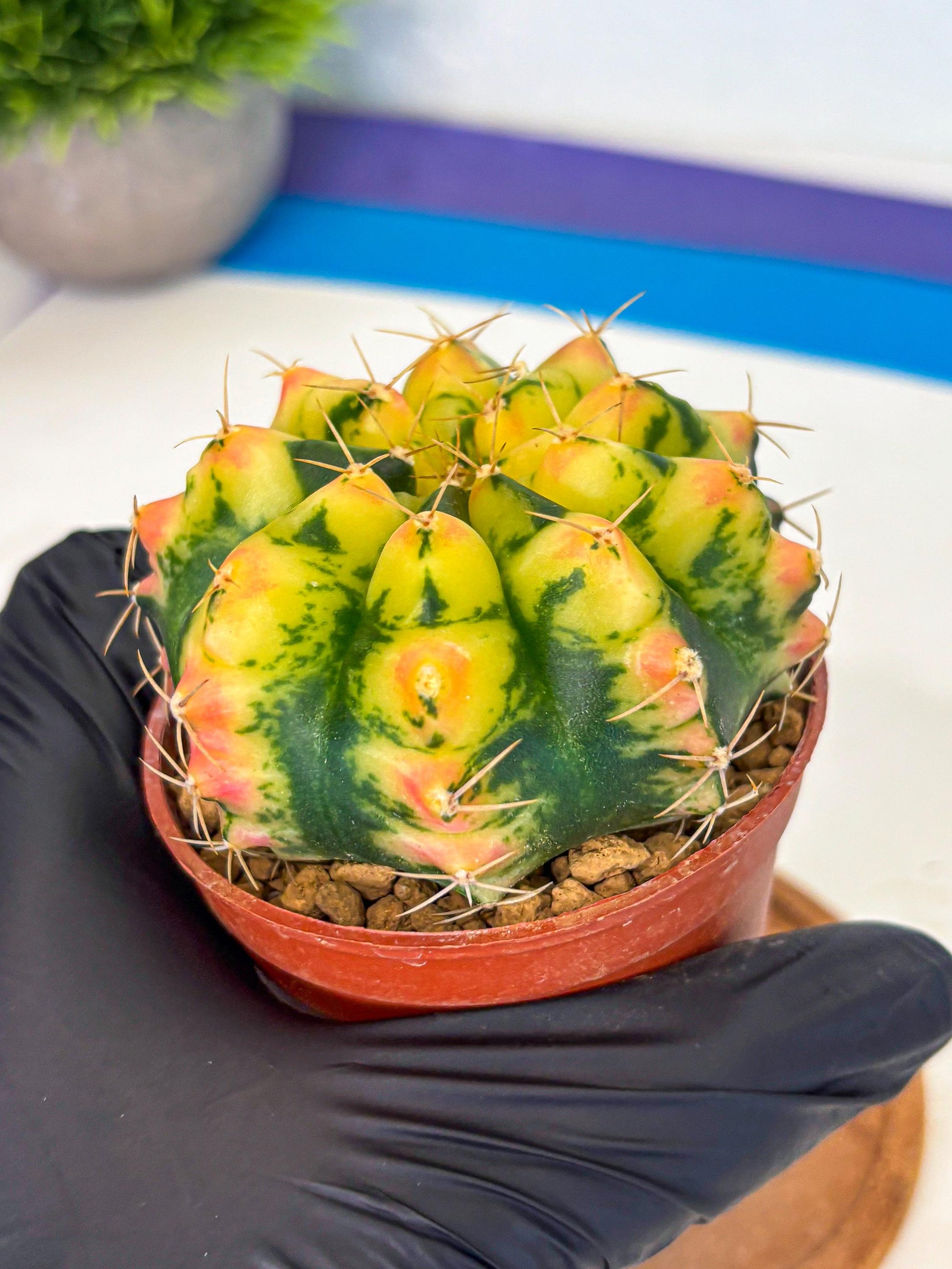 Gymnocalycium Pink Pearl (gy6) (g1) | Special Hybrid cactus