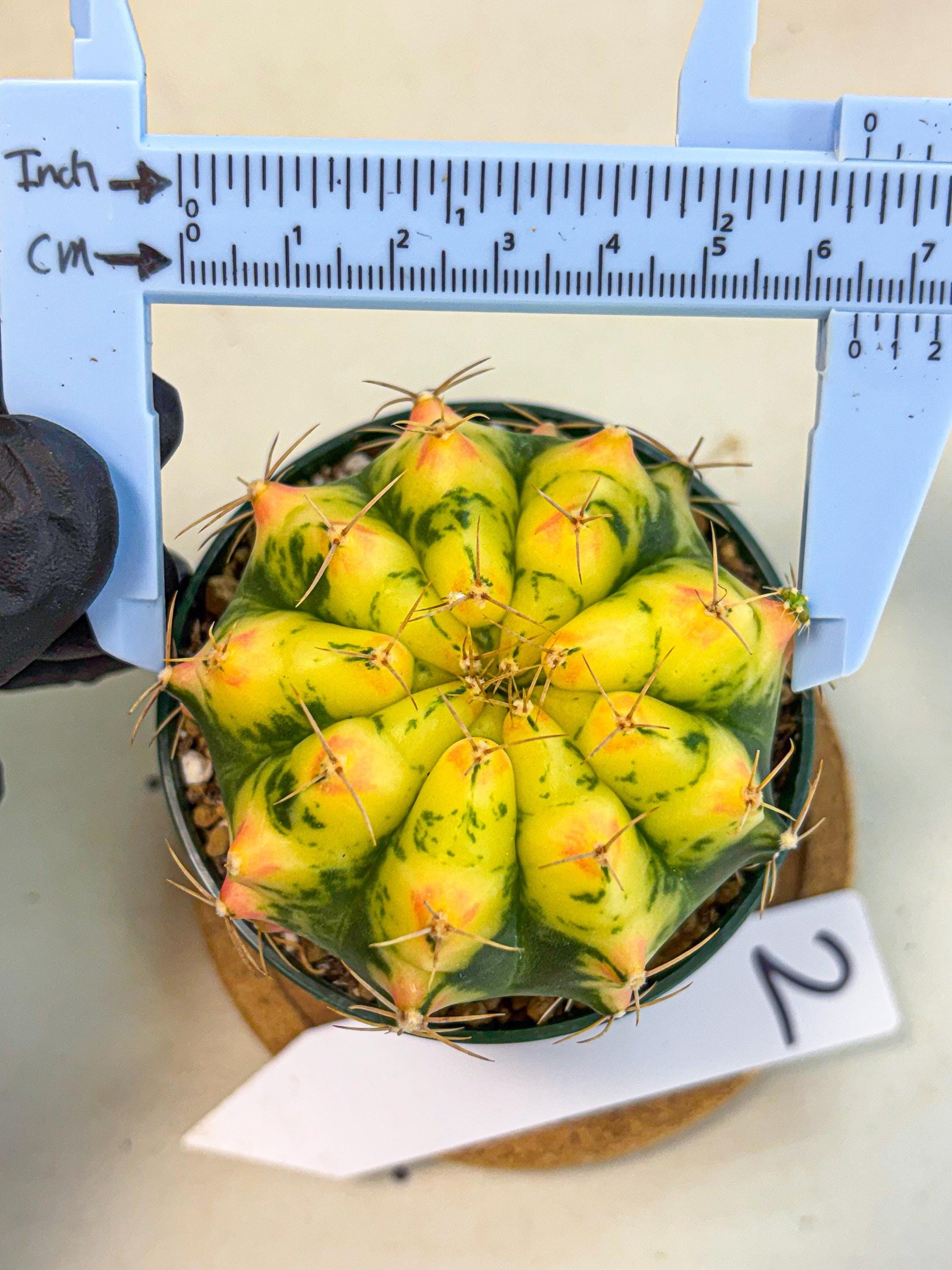 Gymnocalycium Pink Pearl (gy6) (g2) | Special Hybrid cactus