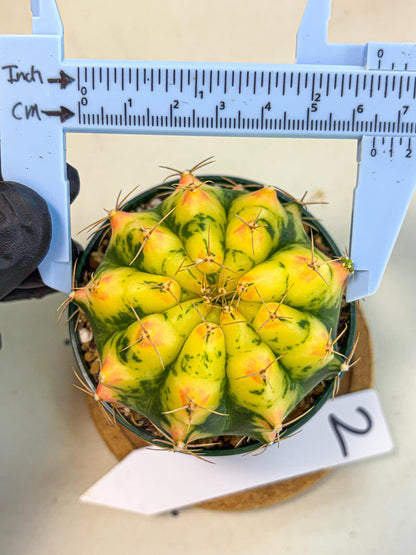 Gymnocalycium Pink Pearl (gy6) (g2) | Special Hybrid cactus