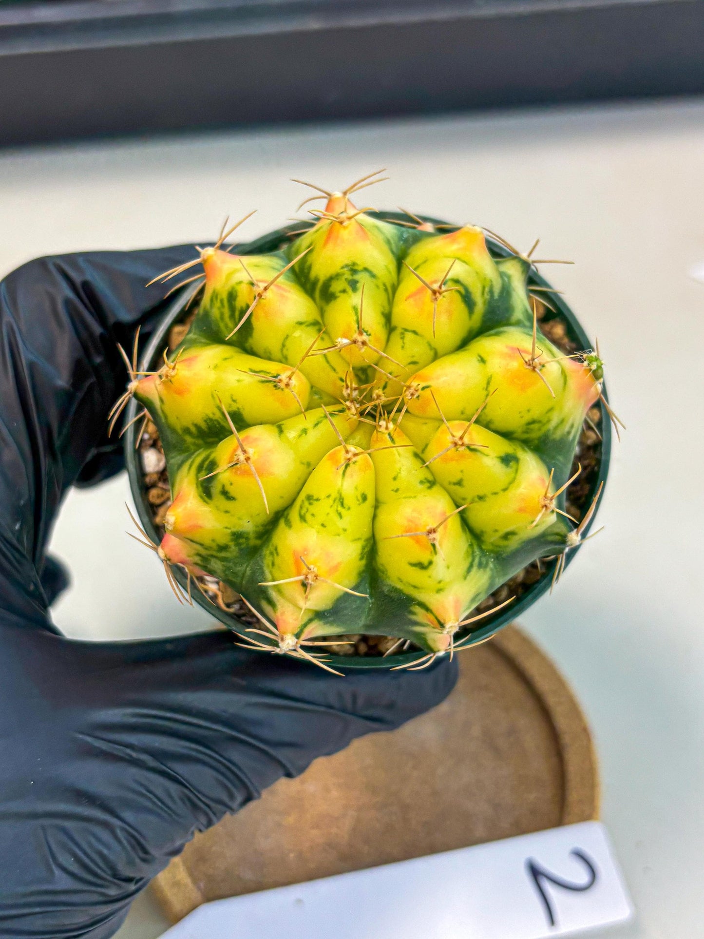 Gymnocalycium Pink Pearl (gy6) (g2) | Special Hybrid cactus