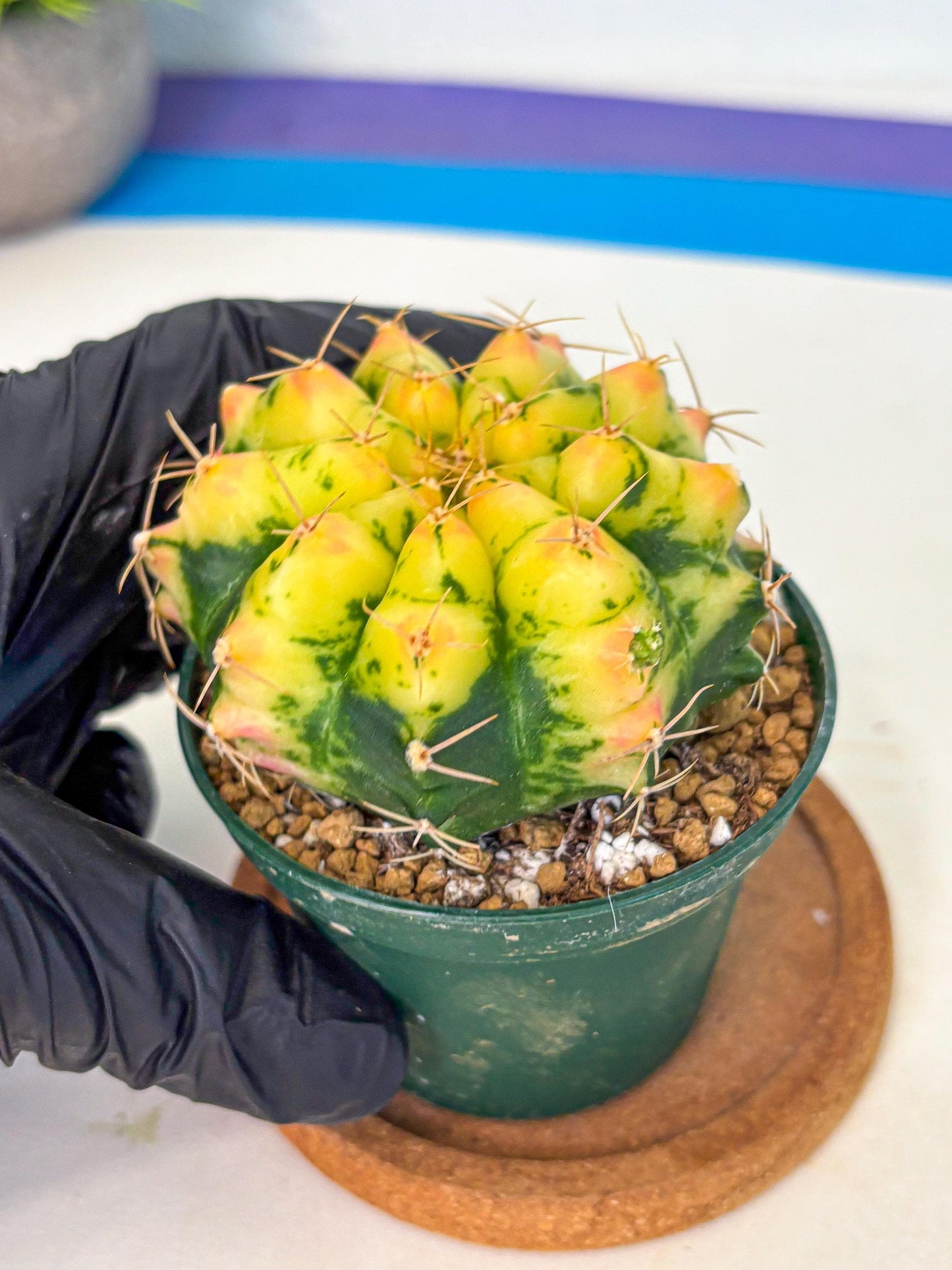 Gymnocalycium Pink Pearl (gy6) (g2) | Special Hybrid cactus