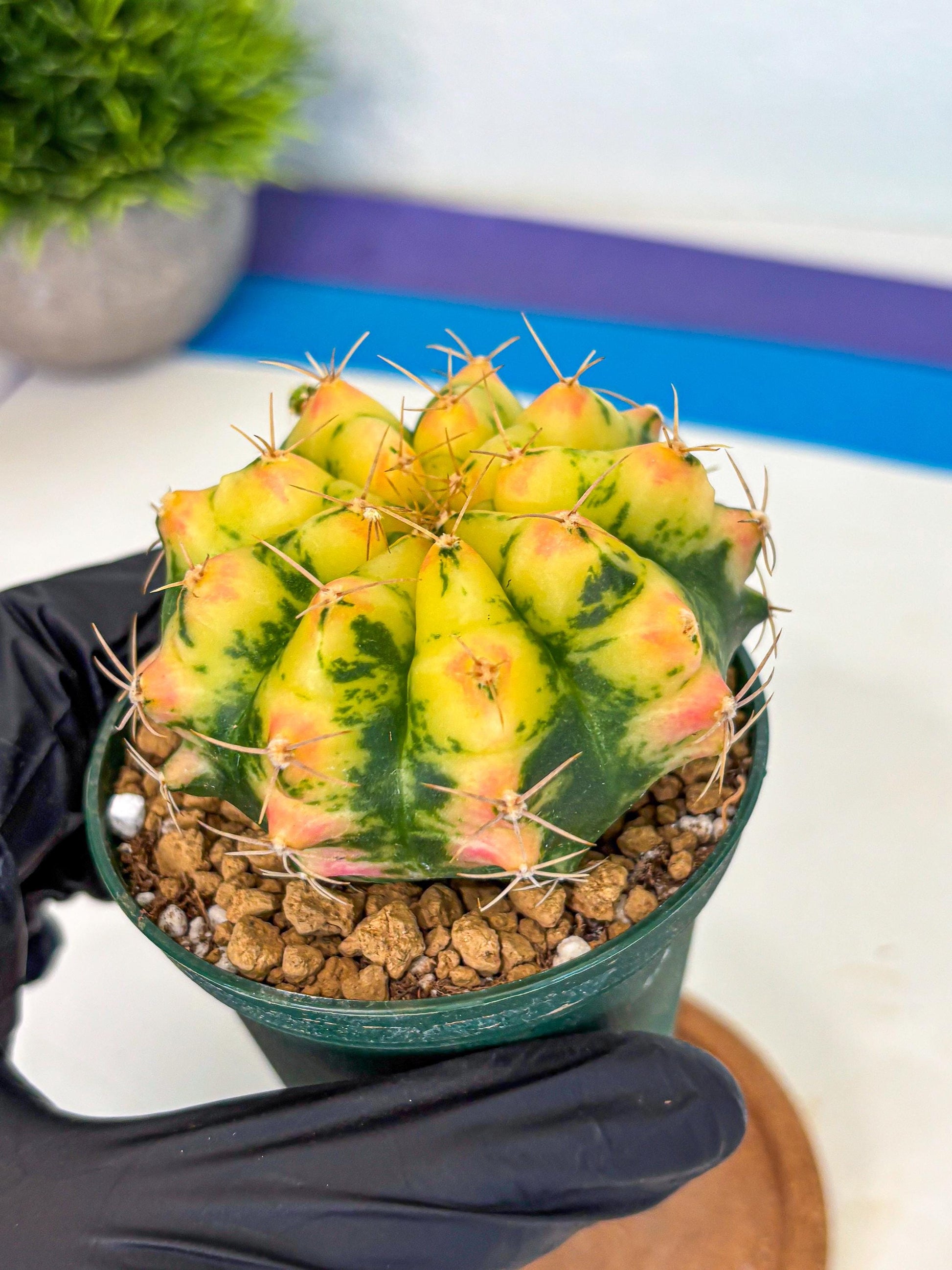 Gymnocalycium Pink Pearl (gy6) (g2) | Special Hybrid cactus