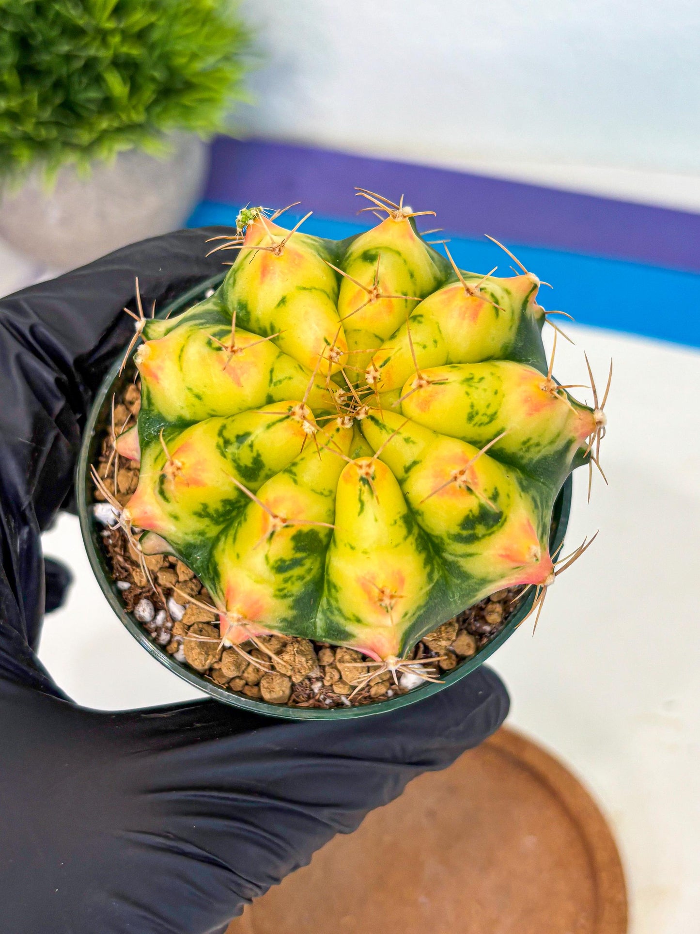 Gymnocalycium Pink Pearl (gy6) (g2) | Special Hybrid cactus