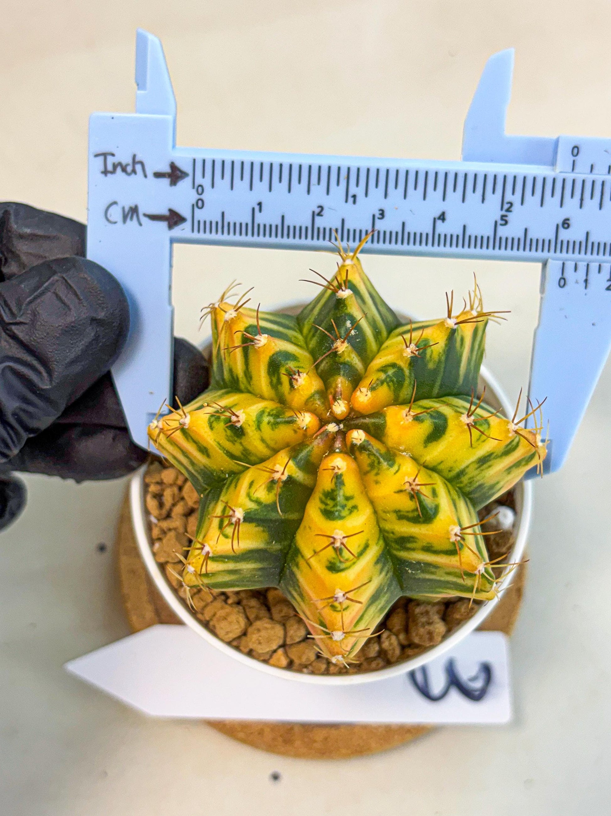 Gymnocalycium Starlight (gy6) (g3) | Rare Hybrid cactus
